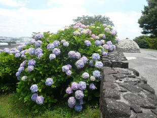 あじさいも終わりかけですが・・・