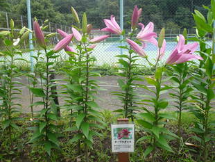 富岡総合公園ユリ開花情報【6月23日】