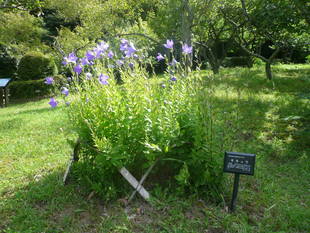 キキョウが見ごろを迎えています