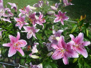 富岡総合公園ユリ開花情報【6月30日】