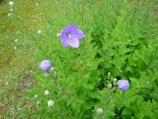 キキョウの花が開花しました