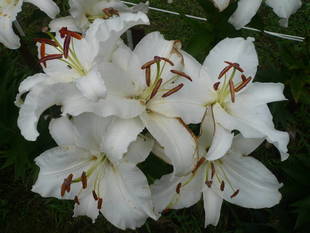 富岡総合公園ユリ開花情報【7月7日】