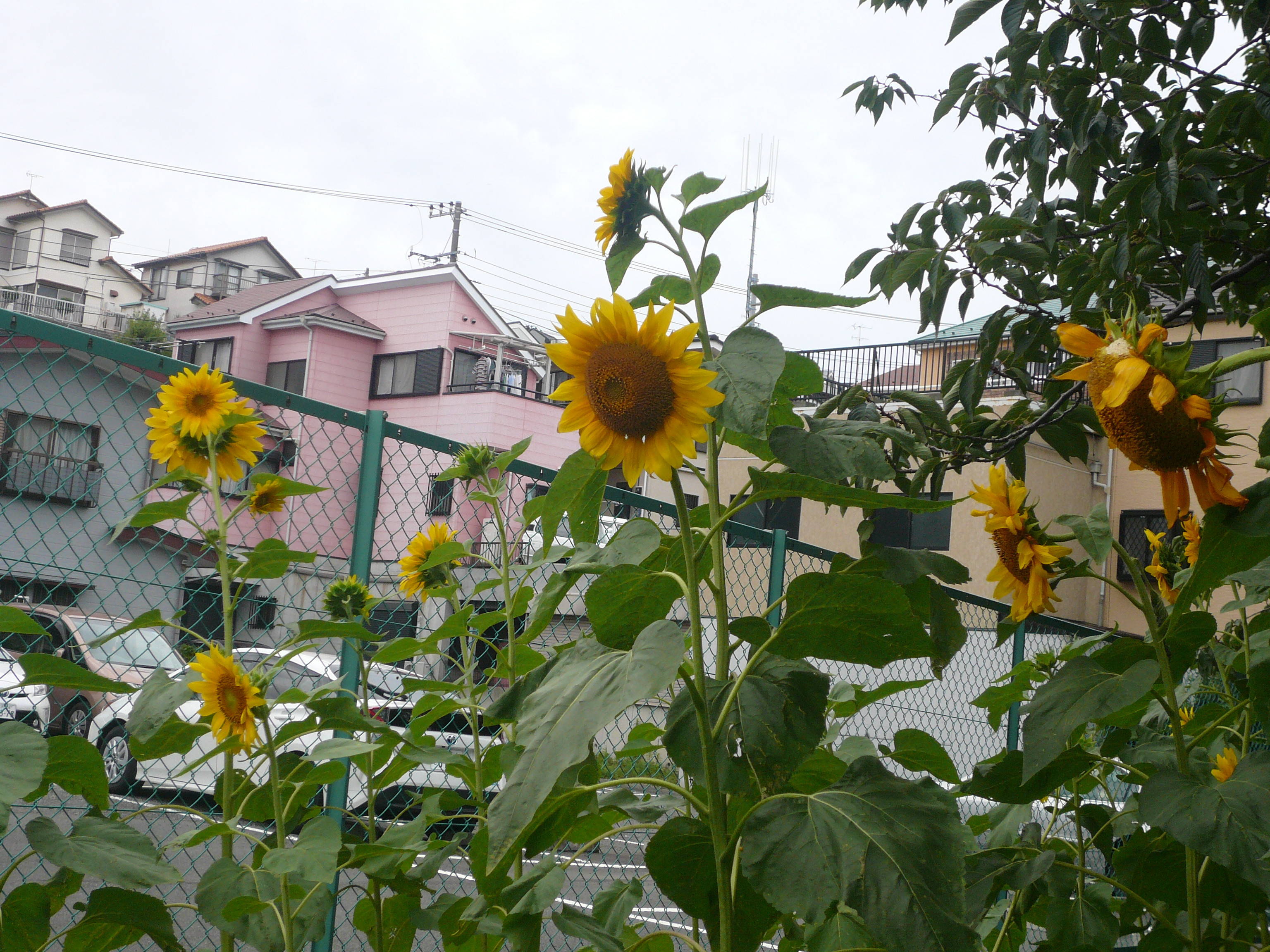 夏の花だよりの写真