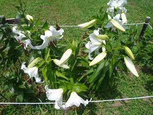 富岡総合公園ユリ開花情報【7月11日】