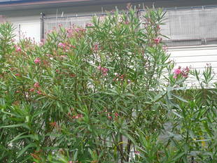 暑中お見舞い申し上げます