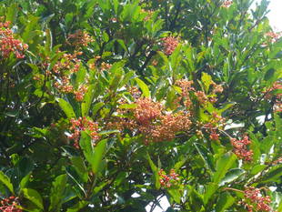 赤い実がついたサンゴジュ