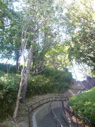 北台広場の白いサルスベリの花