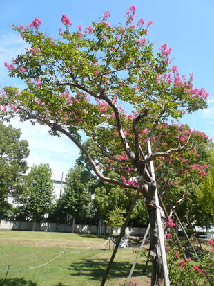 三角広場のピンクのサルスベリの花