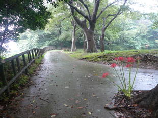 少しだけ秋の訪れを感じます