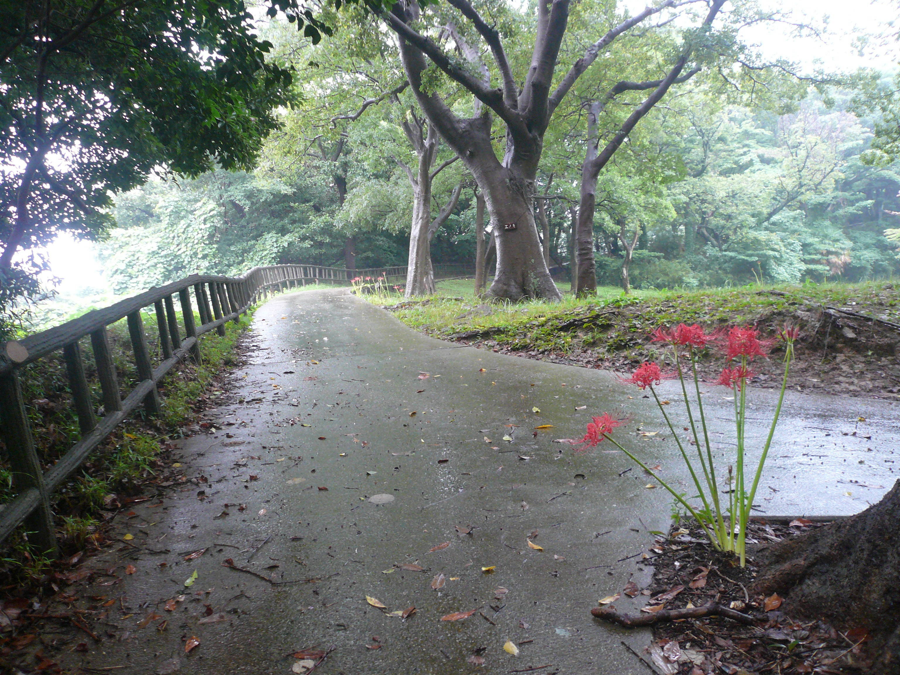 少しだけ秋の訪れを感じますの写真