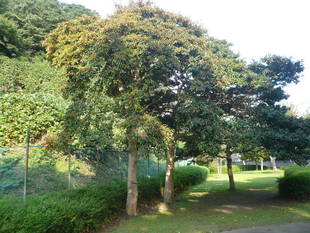 三角広場のクロガネモチの実