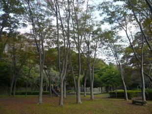 ケヤキ、台風で塩害