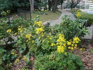 立冬です。ツワブキ・サザンカが咲き始めました！