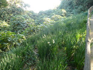 早くもスイセンが咲きはじめました