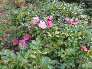 カンツバキが咲きはじめています