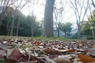 落ち葉の絨毯です