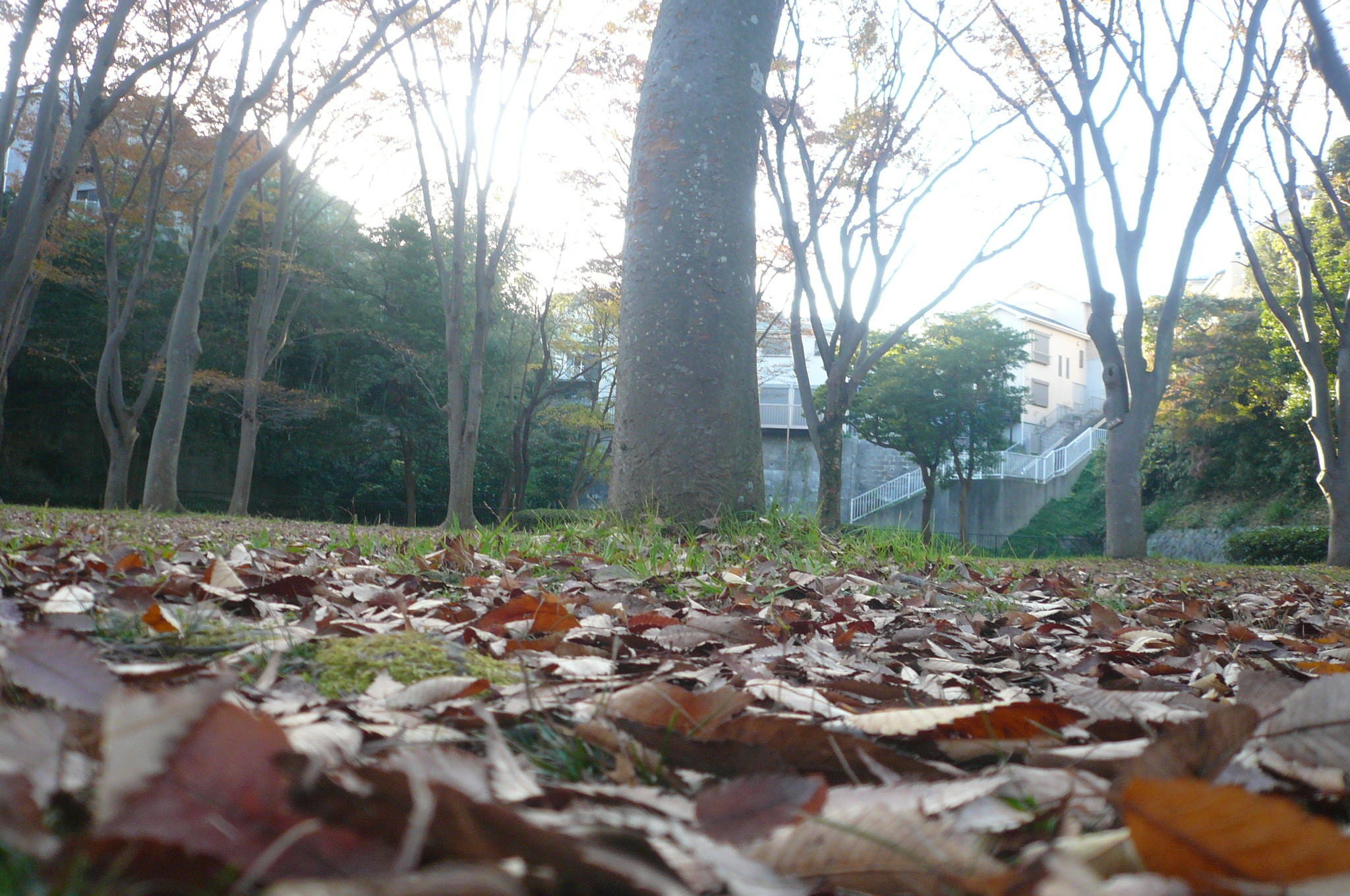 落ち葉の絨毯ですの写真