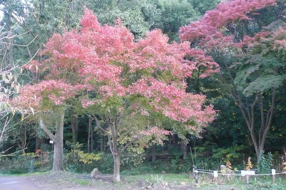 モミジの紅葉情報ですの写真