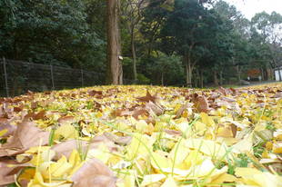 イチョウ（黄金色）の絨毯です