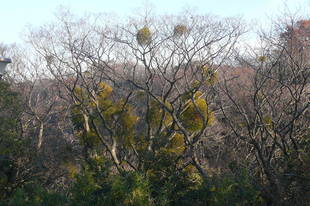 木の丸いかたまりがヤドリギです