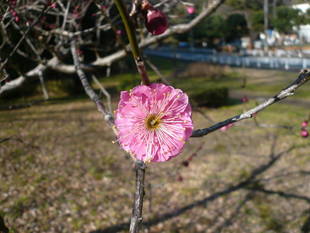 梅の花が咲き始めました！！