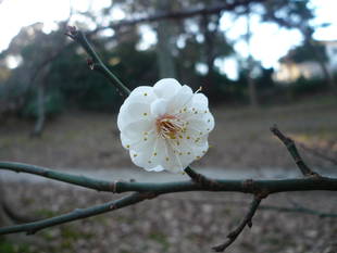 続　梅の花が咲き始めました