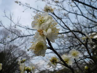 梅の開花情報です