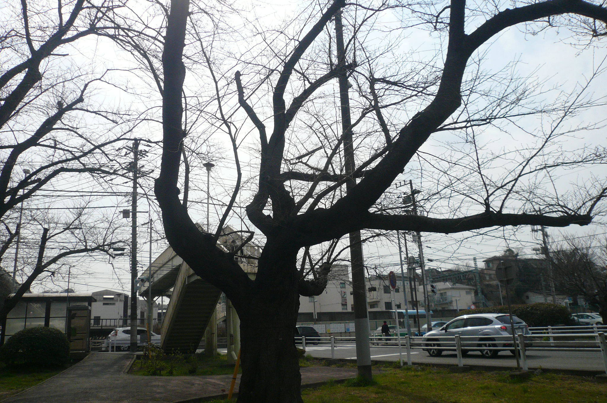 桜開花情報(富岡総合公園桜並木)【3月16日号】の写真