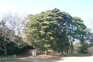 見晴らし台のタブノキです