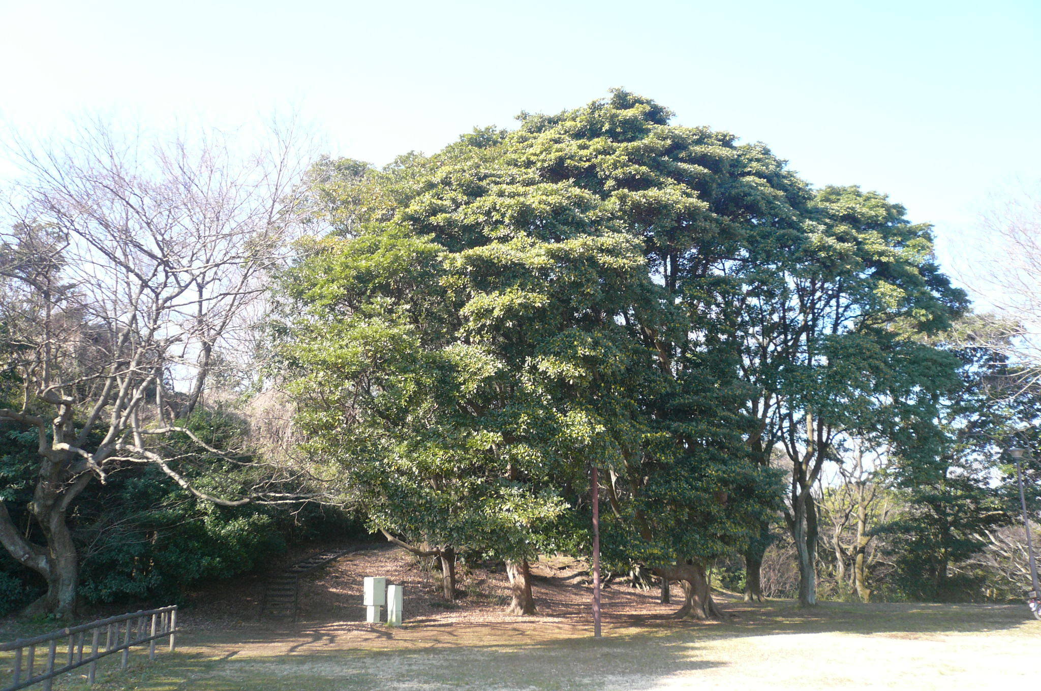 見晴らし台のタブノキですの写真