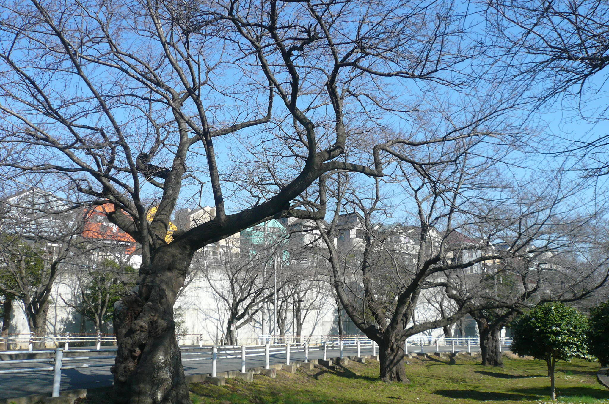 桜開花情報(富岡総合公園桜並木)【3月9日号】の写真