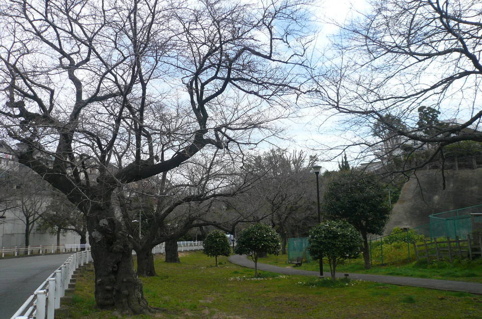 桜開花情報(富岡総合公園桜並木)【3月19日号】の写真