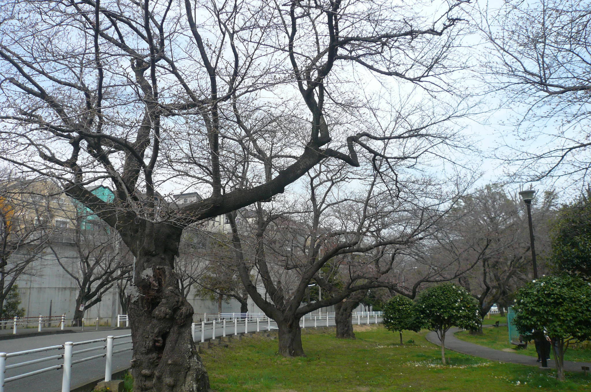 桜開花情報(富岡総合公園桜並木)【3月22日号】の写真
