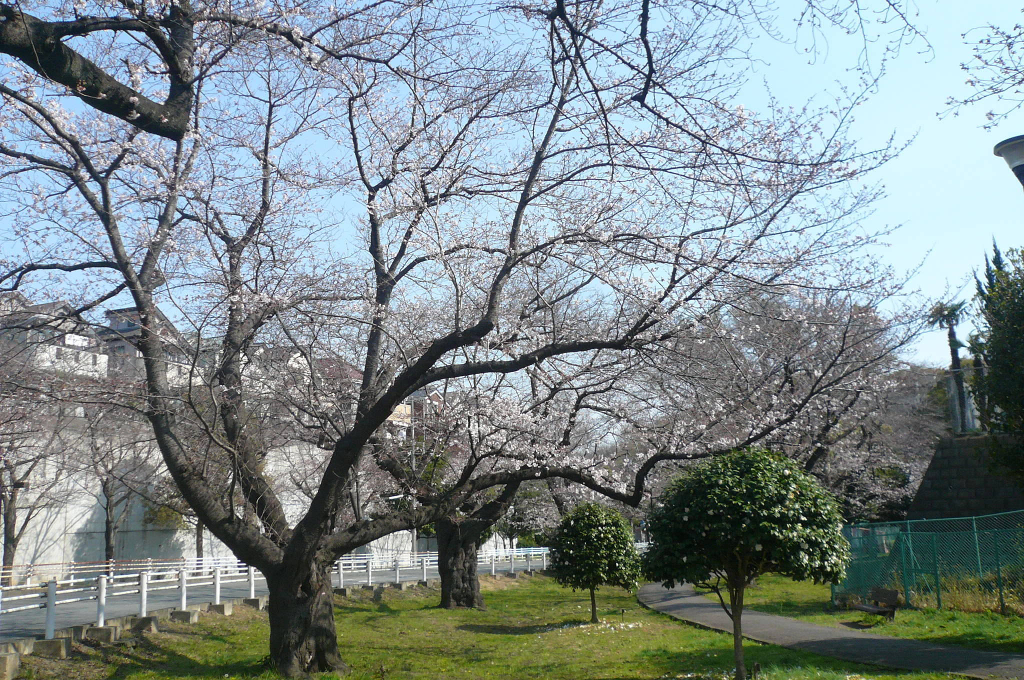 桜開花情報(富岡総合公園桜並木)【3月27日号】の写真