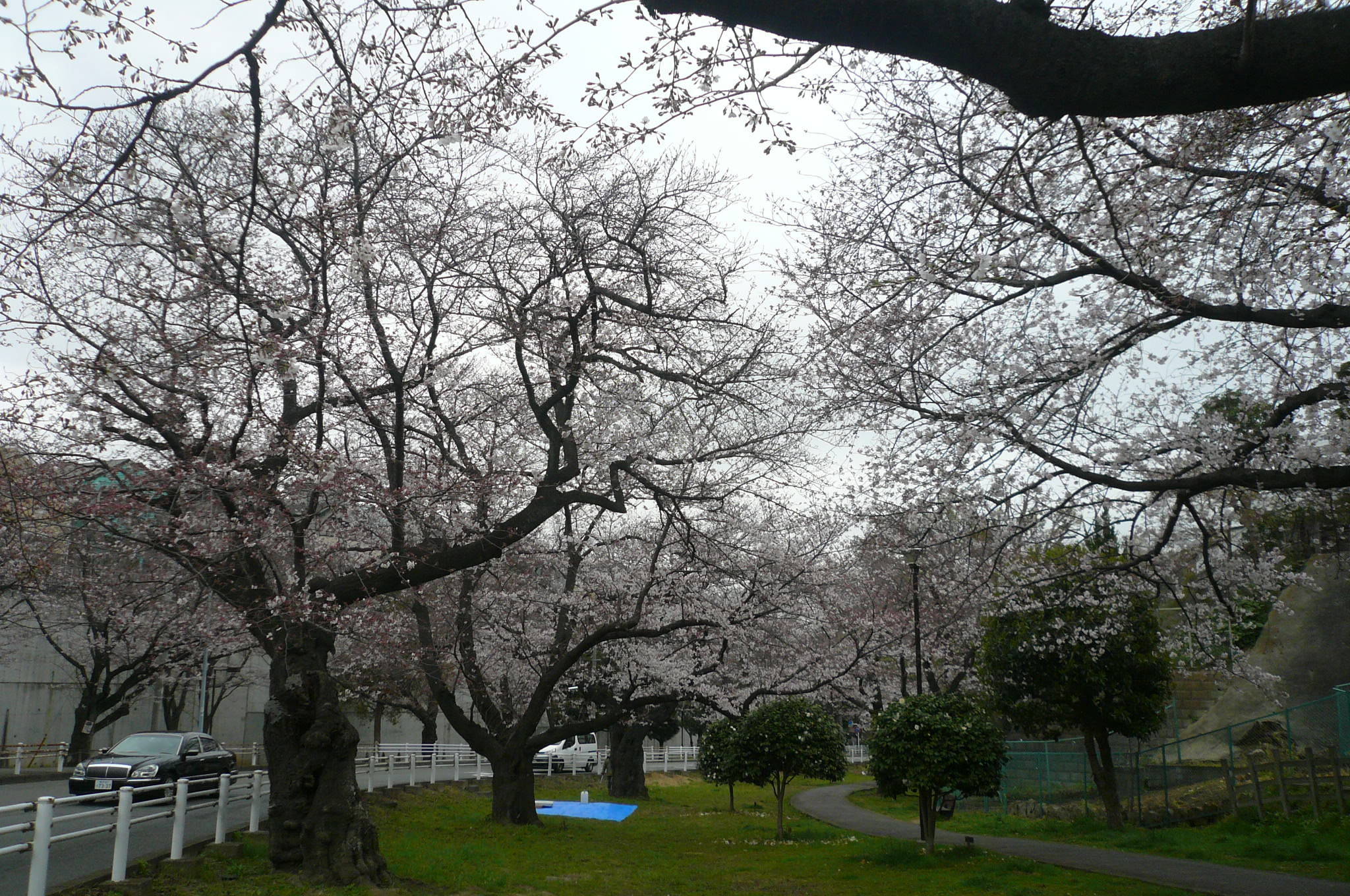 桜開花情報(富岡総合公園桜並木)【3月30日号】の写真