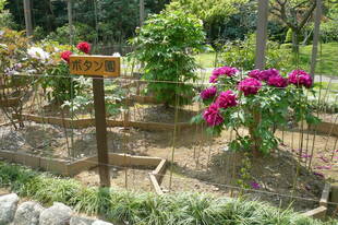 富岡総合公園ボタン開花情報【4月23日】