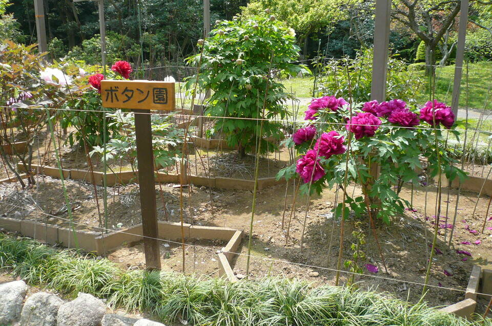 富岡総合公園ボタン開花情報【4月23日】の写真