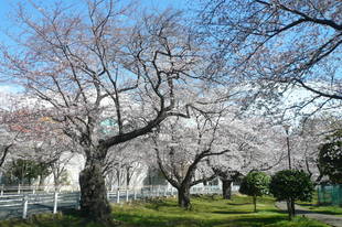 桜開花情報（富岡総合公園桜並木）【４月１日号】