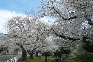 桜開花情報（富岡総合公園桜並木）【４月５日号】