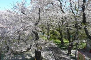 桜開花情報（富岡総合公園桜並木）【４月９日号】