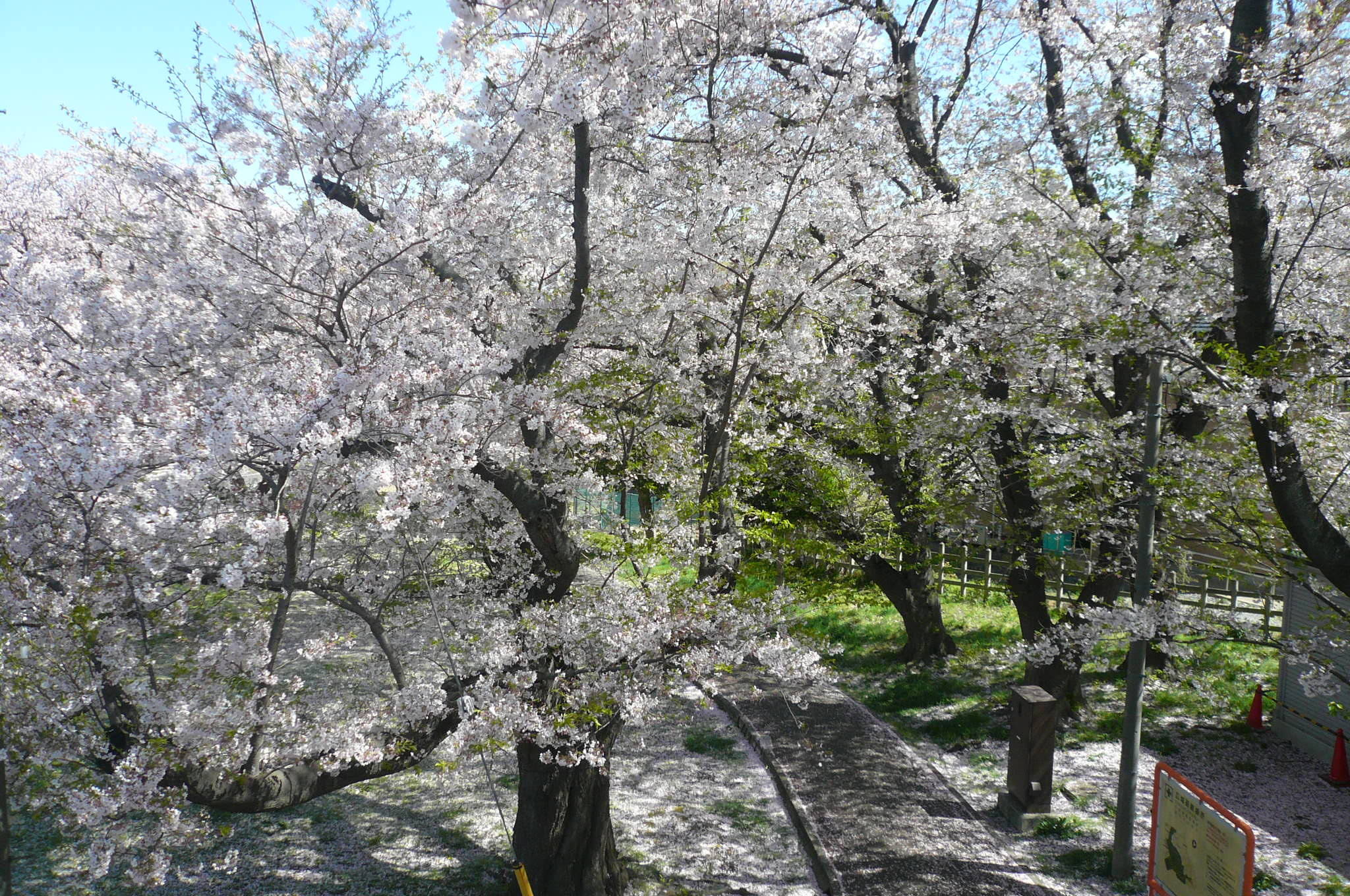 桜開花情報(富岡総合公園桜並木)【4月9日号】の写真
