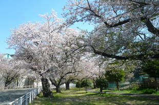 桜開花情報（富岡総合公園桜並木）【４月１３日号】