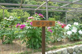 富岡総合公園ボタン開花情報【4月19日】