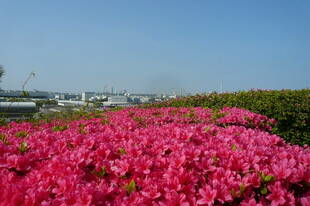 色とりどりの春の花②
