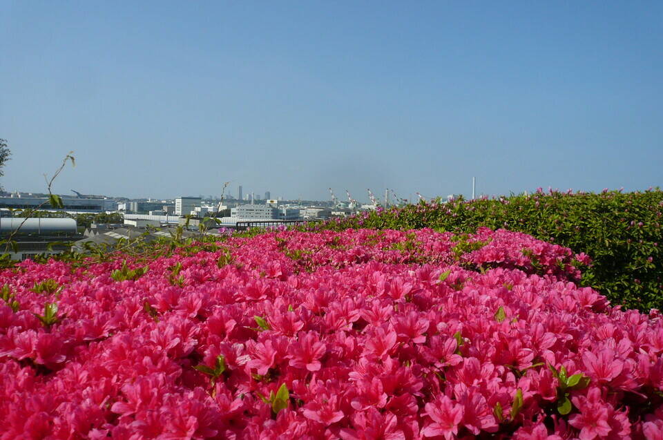 色とりどりの春の花②の写真