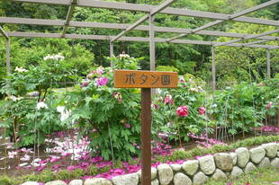 富岡総合公園ボタン開花情報【4月26日】