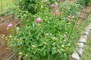 シャクヤクが咲きだしました！