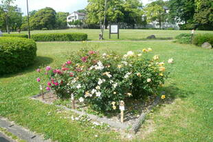 富岡総合公園バラ開花情報【5月18日】