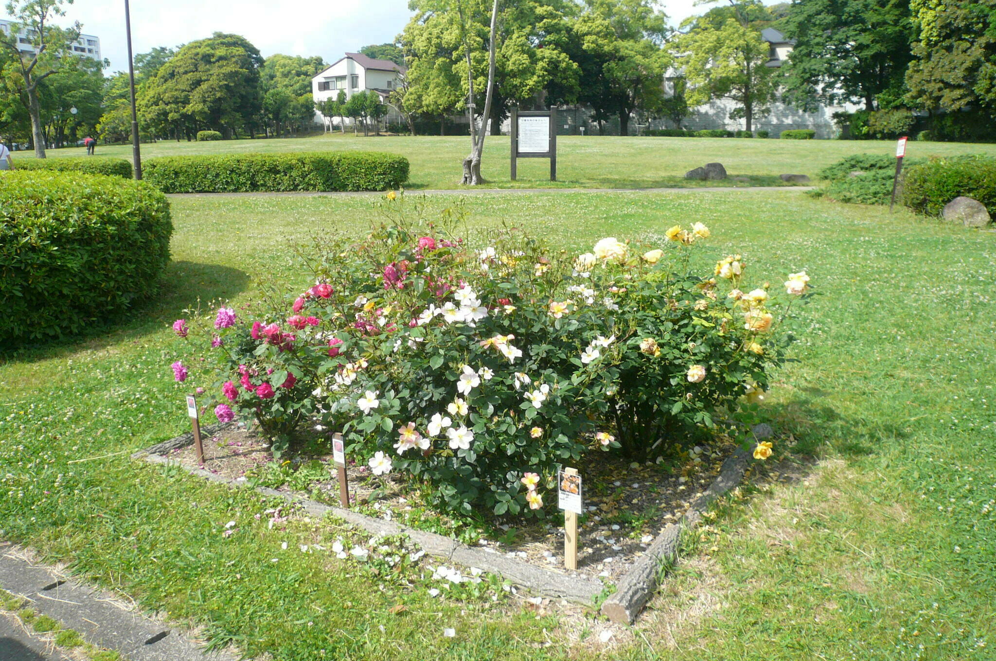 富岡総合公園バラ開花情報【5月18日】の写真