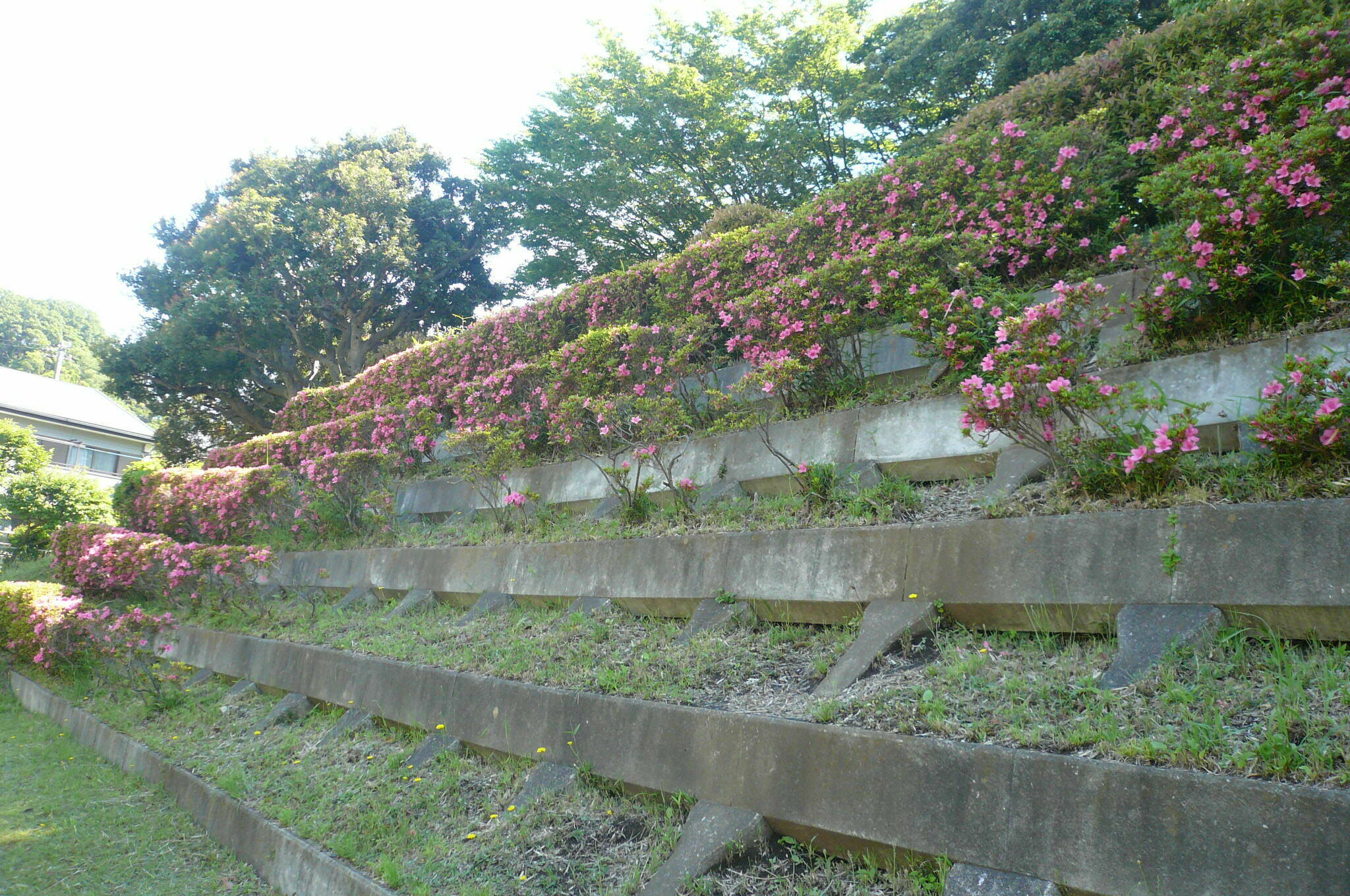 お祭り広場でサツキが見られます!の写真